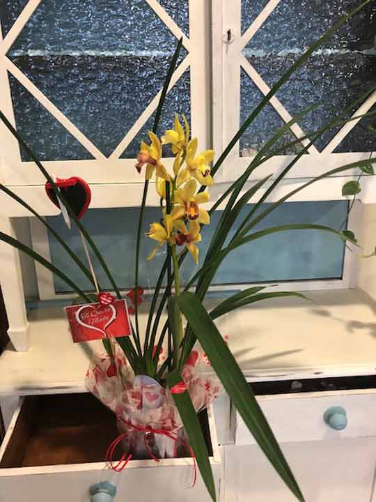 Orquídea amarilla en maceta decorada para regalo por Nefertiti by Encina en Ponferrada.